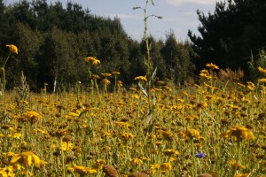 East Ruston Meadow